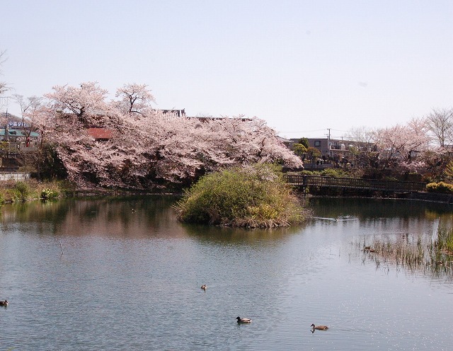 meisuisakura