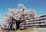 南小学校