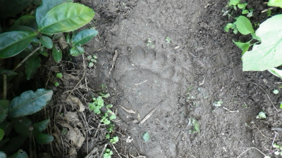 クマの足あと