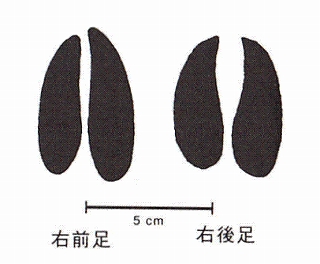 絵・ニホンジカ足あと