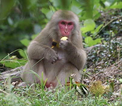 栗を食害するサル