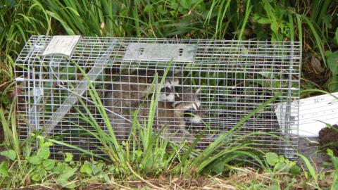 柳川生き物の里で捕獲したアライグマ