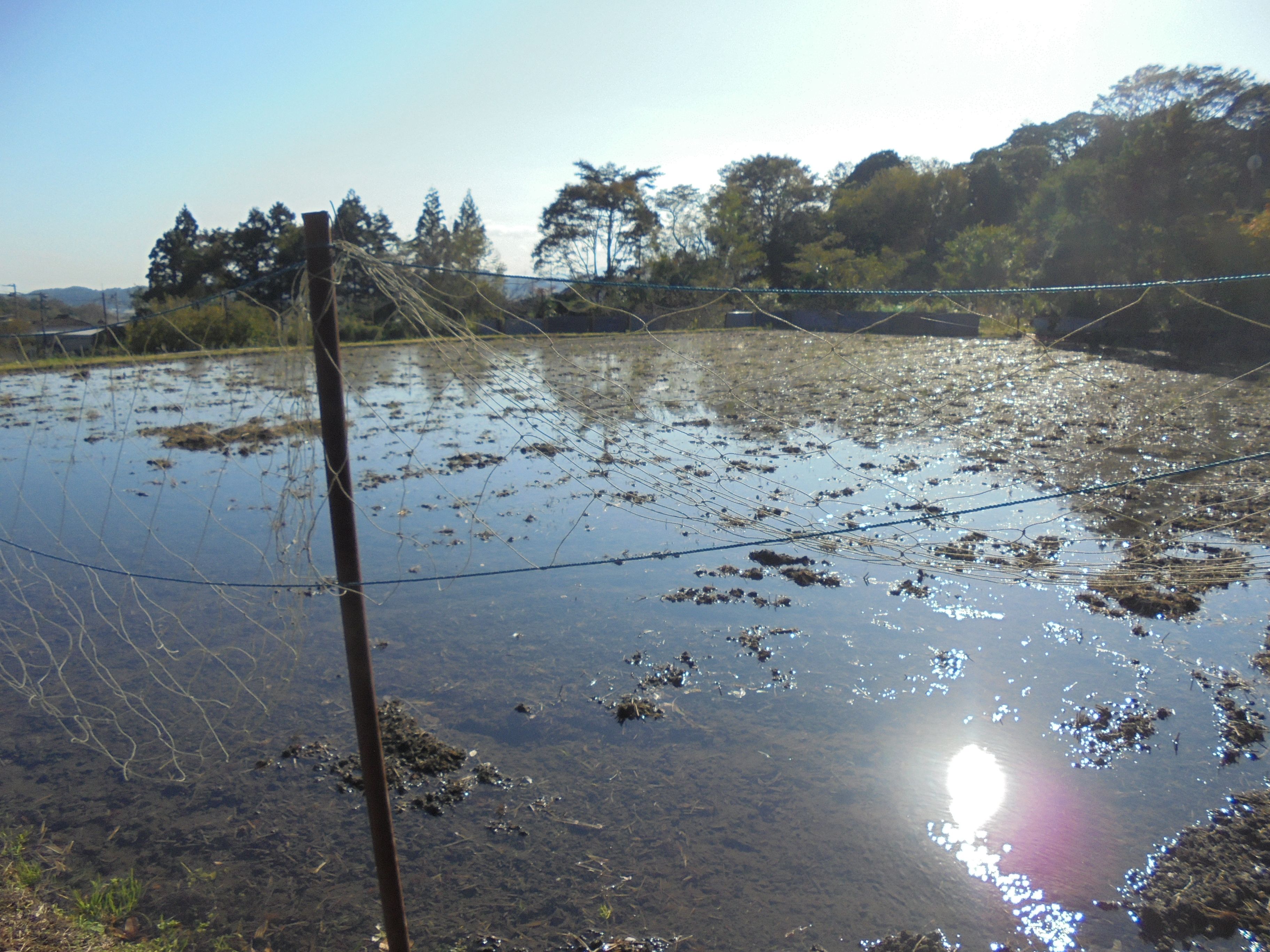 （菩提地区における水田かん養）