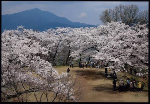 弘法山の桜の様子