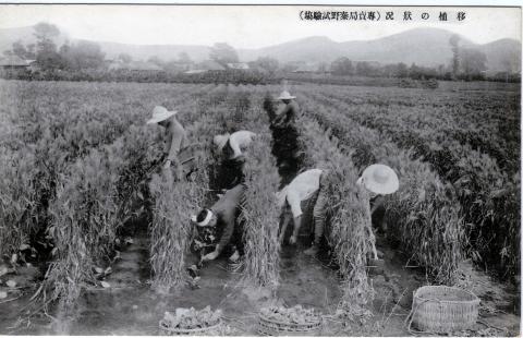 たばこ畑で作業する様子