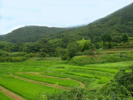 秦野の里山