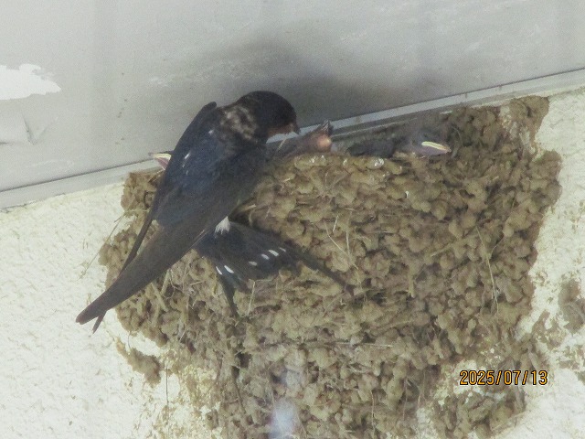 親鳥が餌を与えている様子