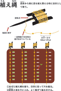植え縄の構造