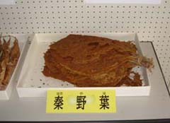 秦野葉