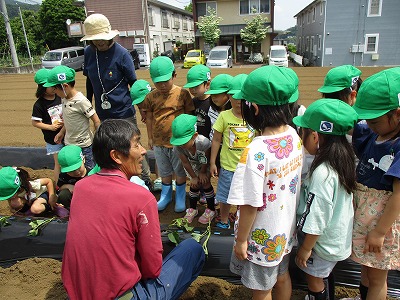 サツマイモ苗植え