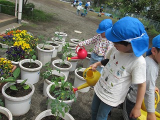 夏野菜
