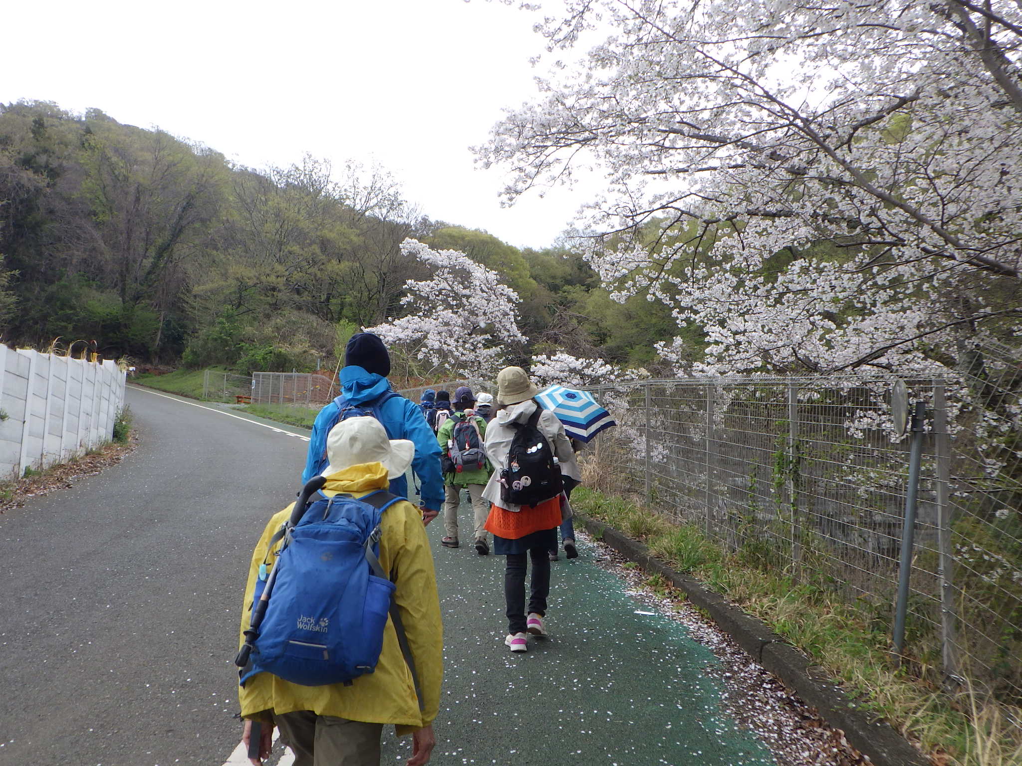 桜と参加者