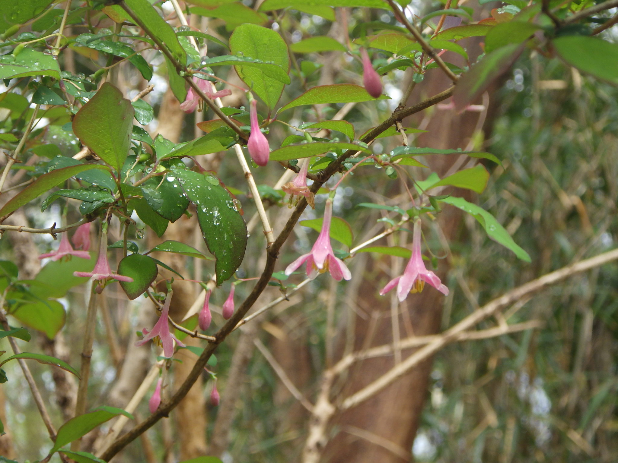 uguisukagura
