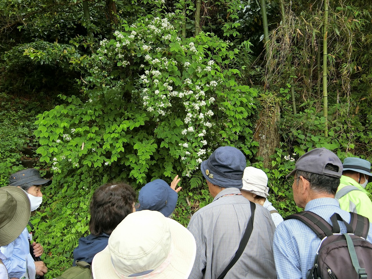 写真：春の植物を楽しむ自然観察会３