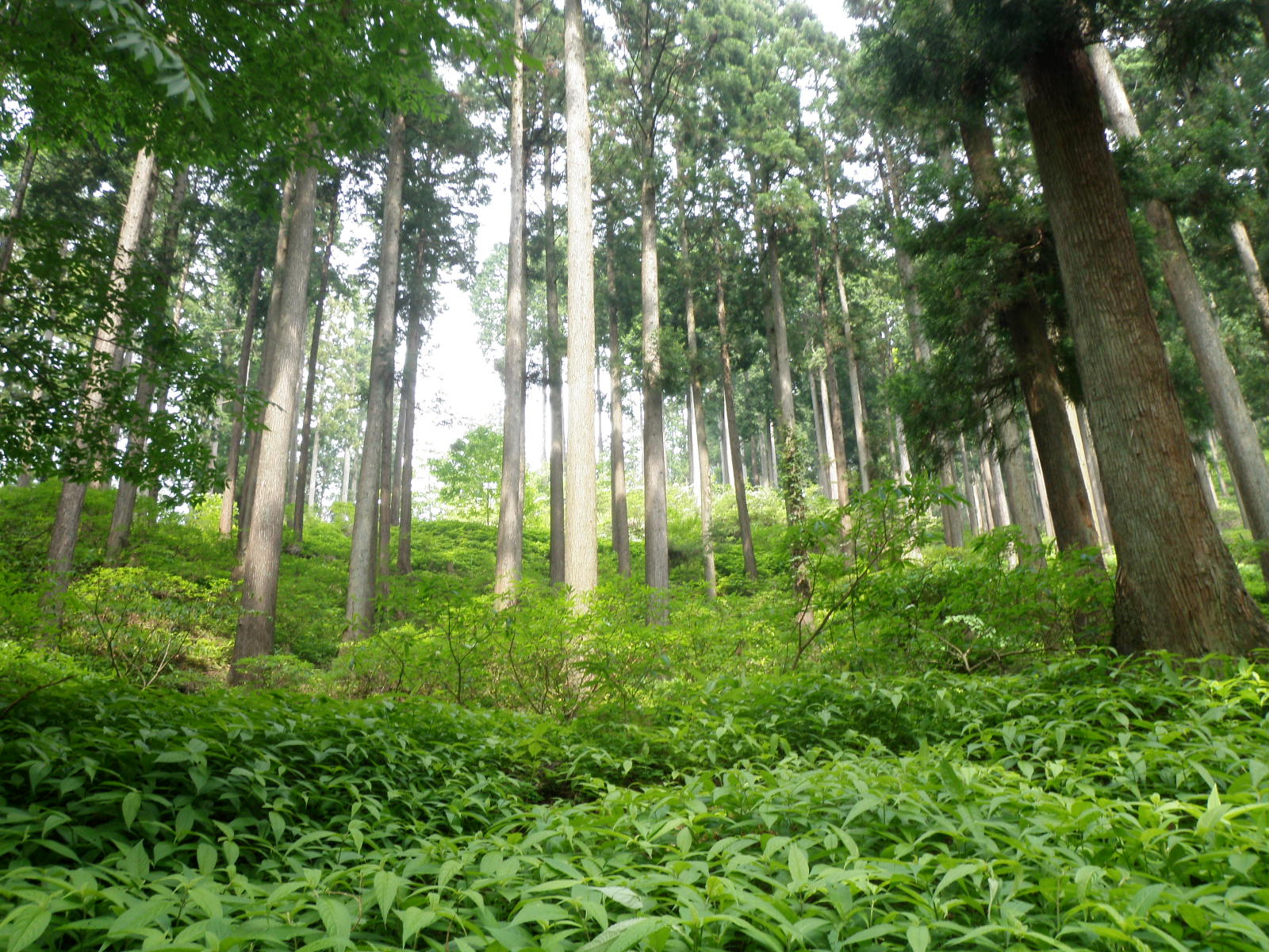 秦野の木