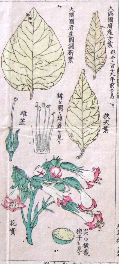 タバコ花絵