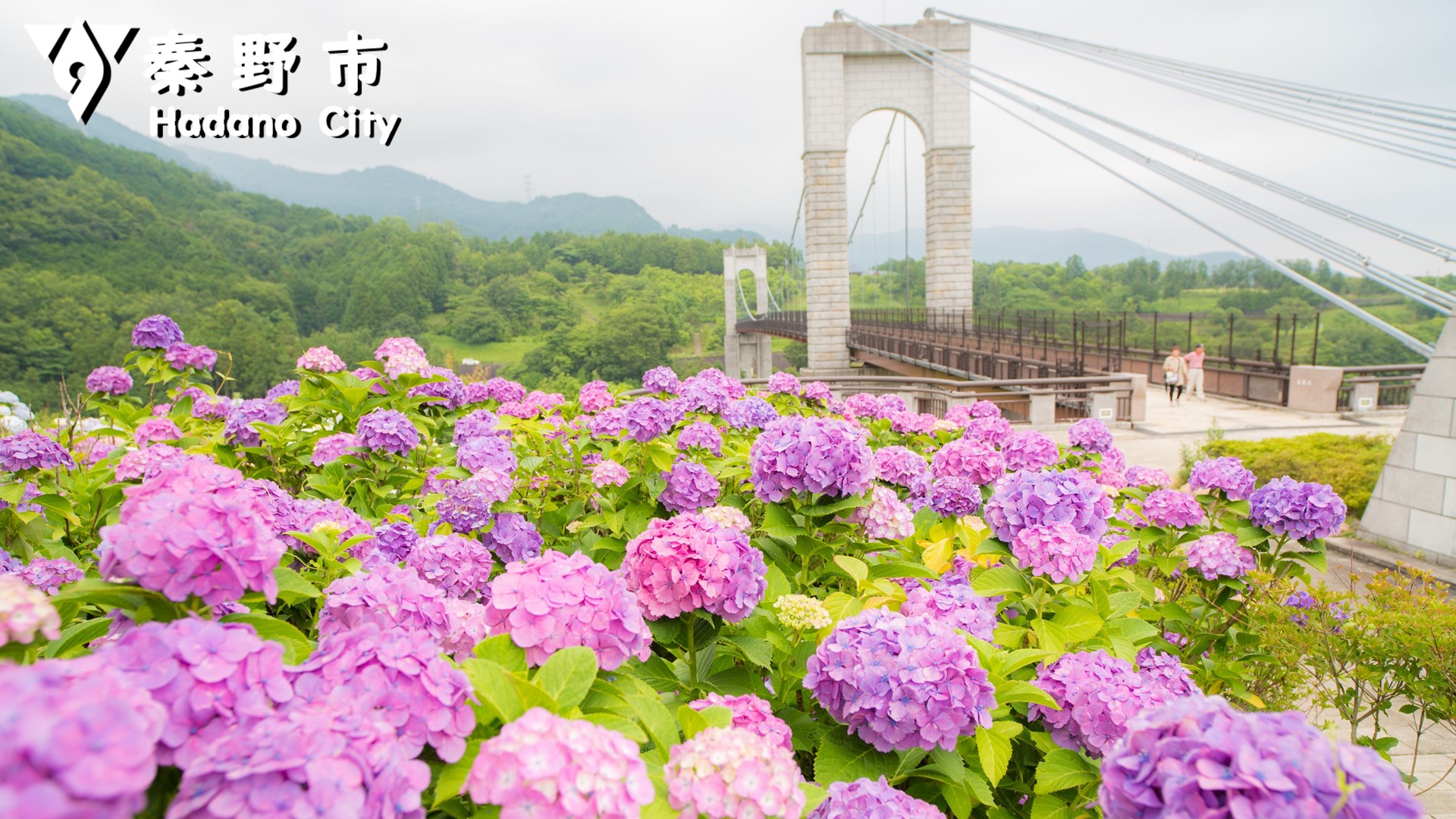 バーチャル背景戸川公園のアジサイ写真