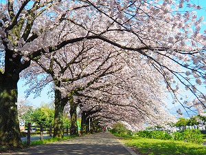 桜2024