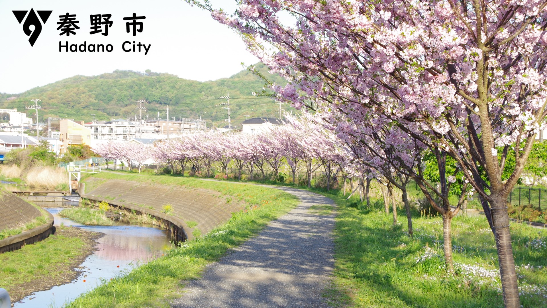 大根公園の桜写真