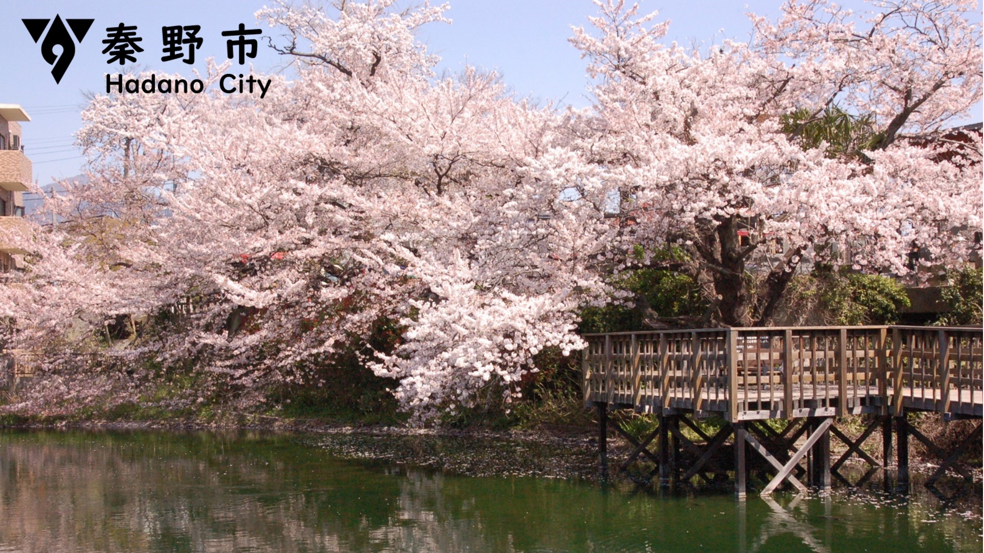 今泉名水桜公園の桜写真