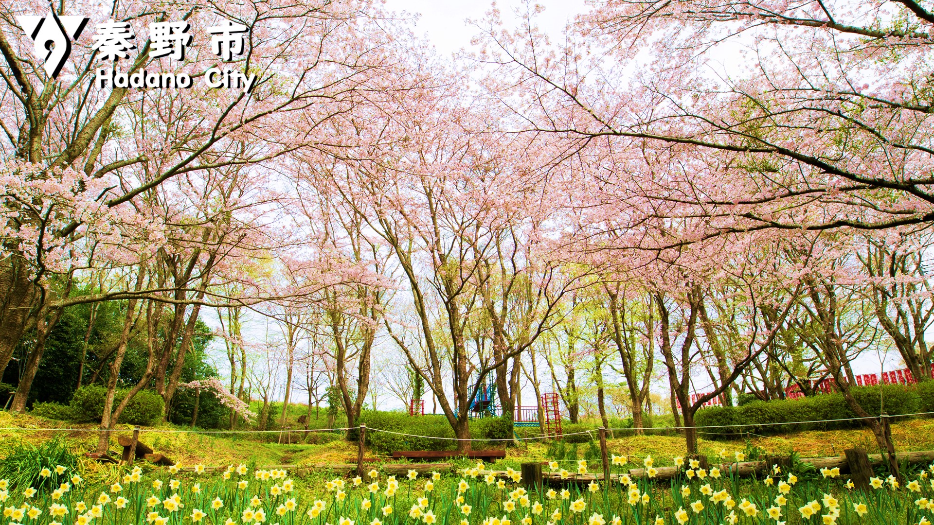 震生湖の桜写真