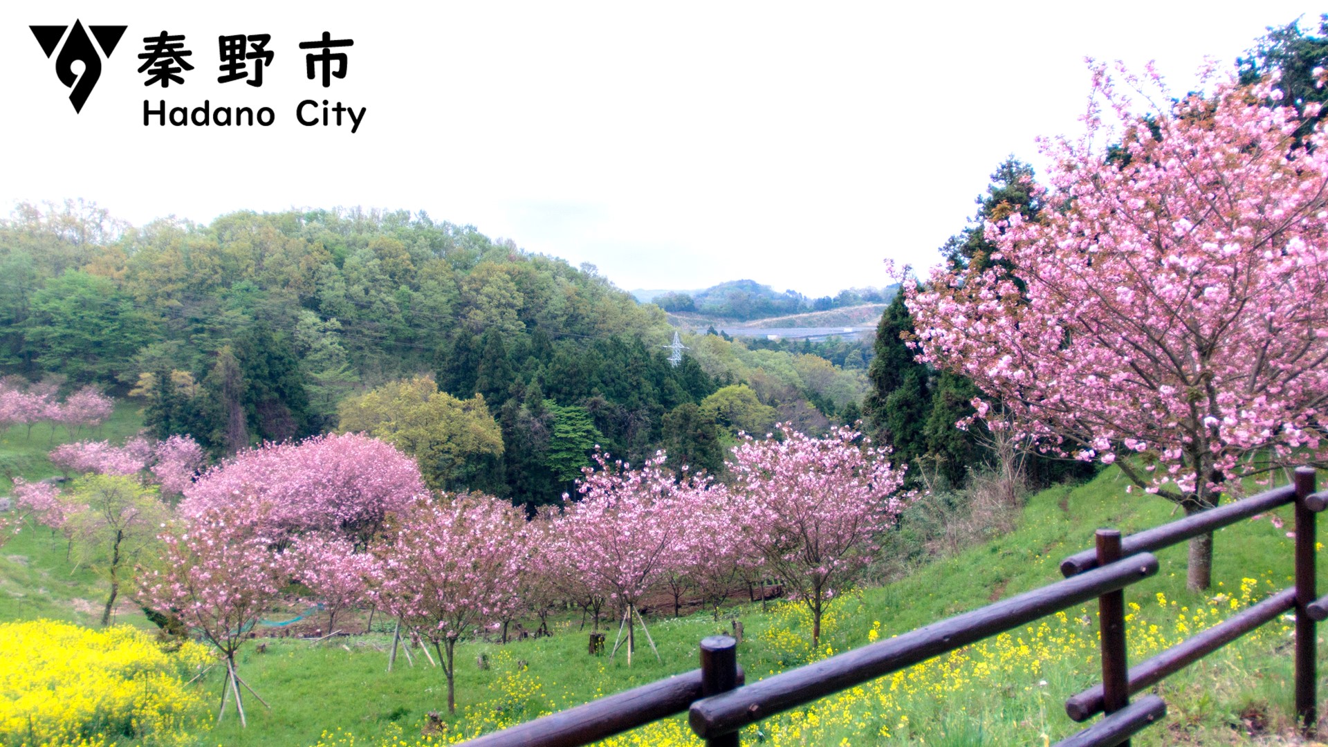 頭高山の桜写真