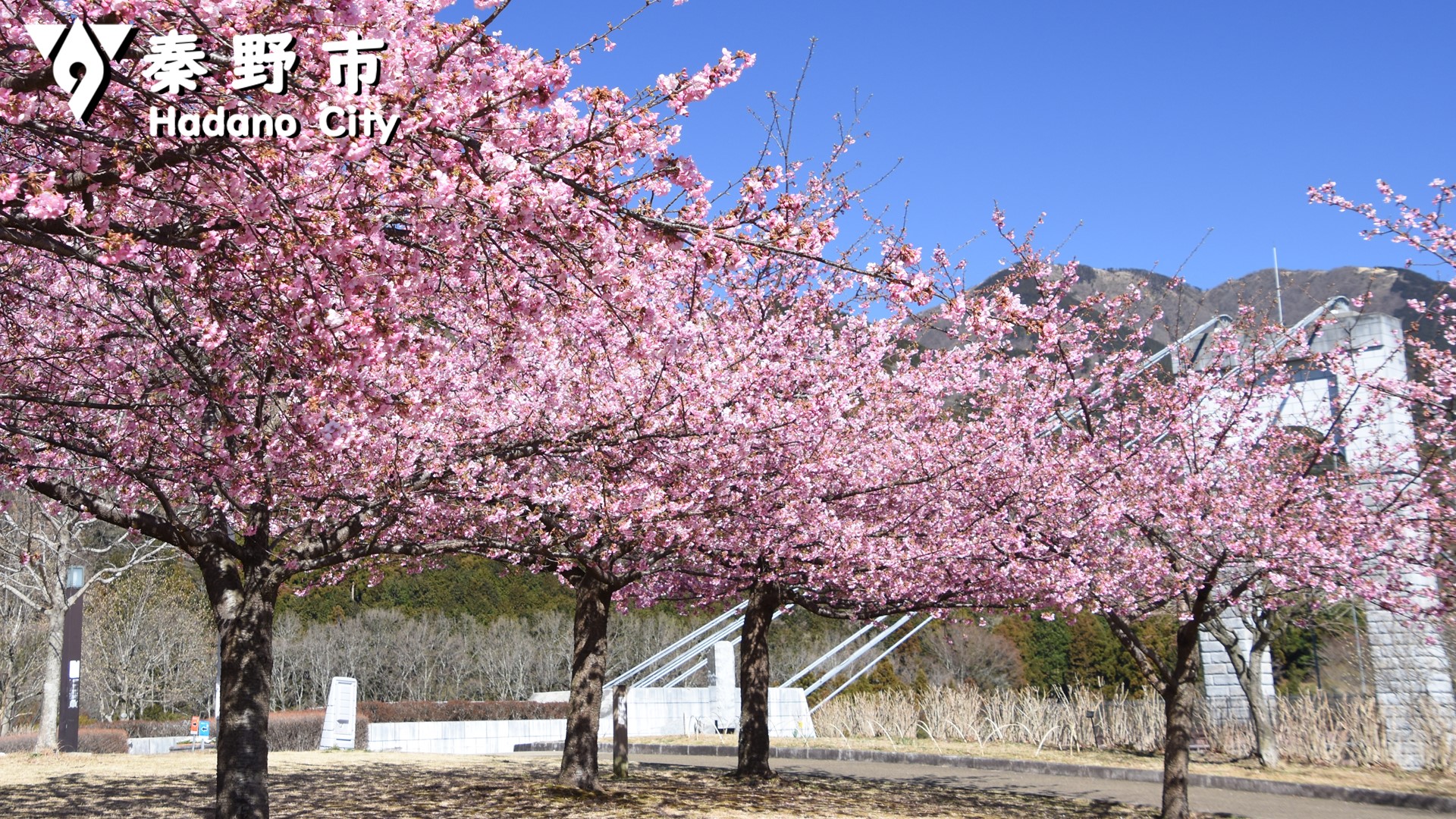 県立秦野戸川公園の桜写真