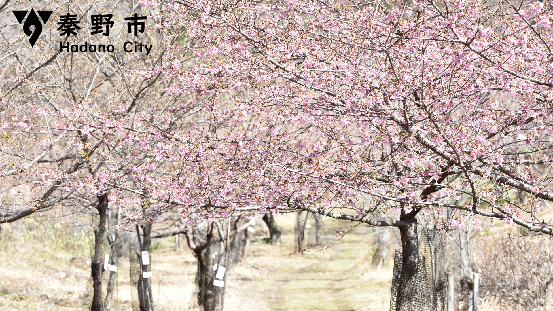 御師の里蓑毛の桜写真