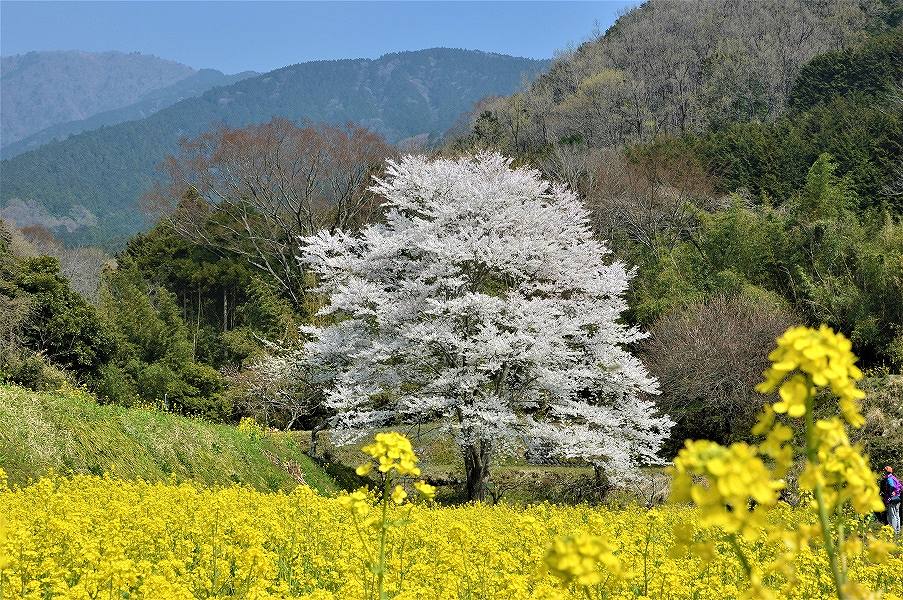 蓑毛の薄墨桜
