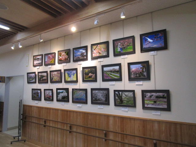 桜写真展202405-4