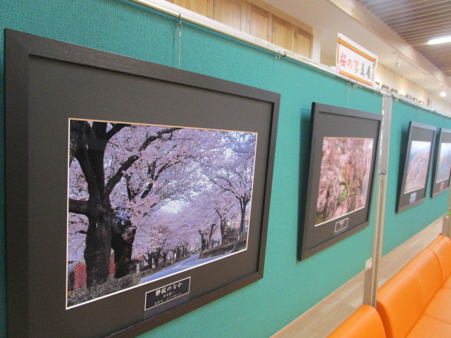桜写真展202405-5