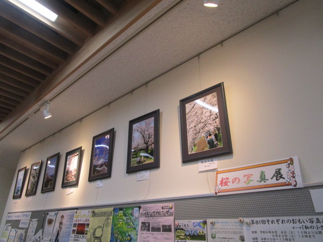 桜写真展202405-6