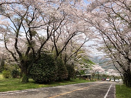 日興電機工業株式会社　桜の写真