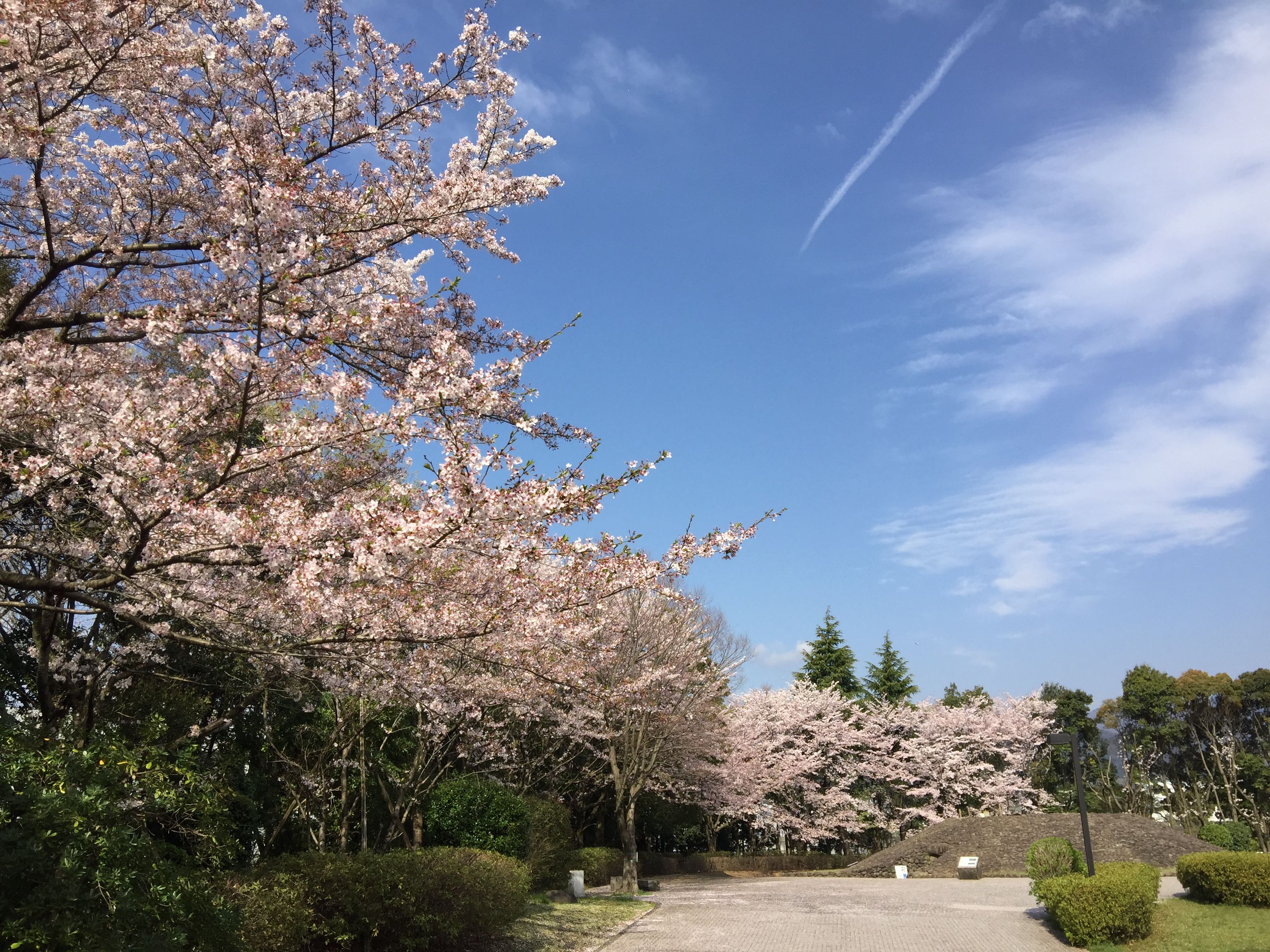 桜土手古墳公園春